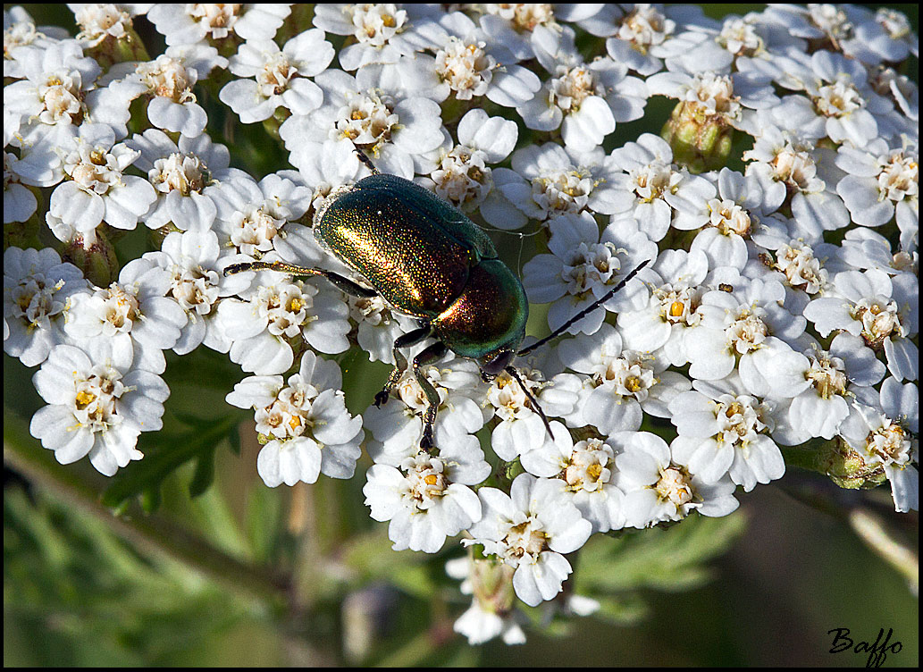 Chryptocephalus sp. - Chrysomelidae